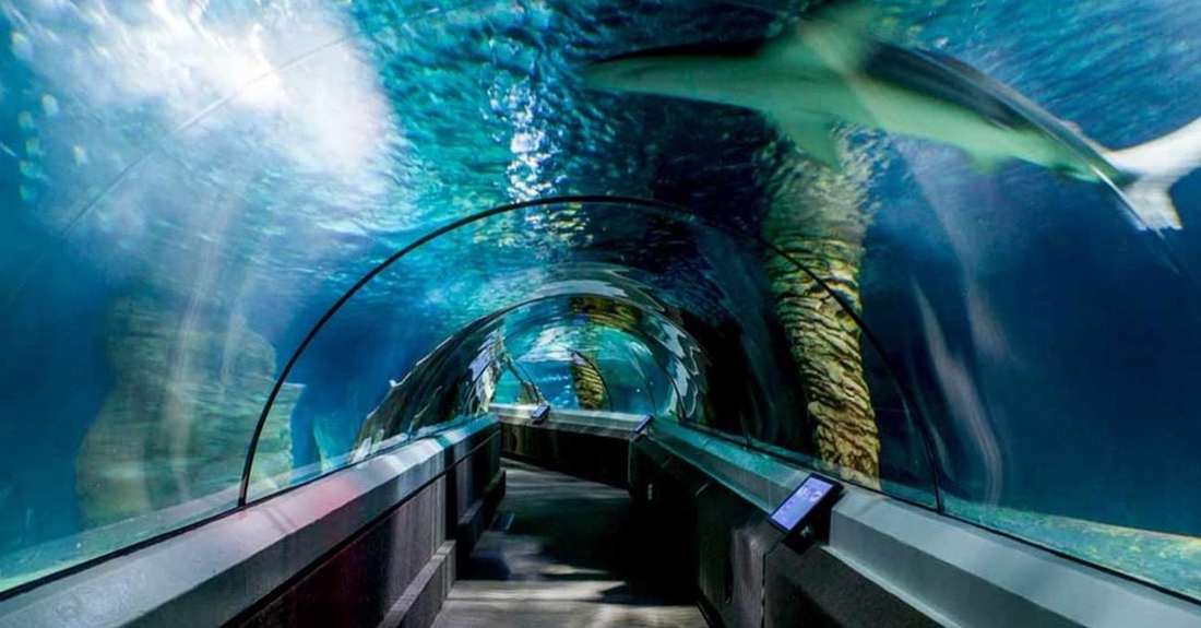 The underwater ocean tunnel at SEA LIFE Sunshine Coast, Mooloolaba